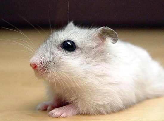 Hamster winter white có phải là loài dễ nuôi nhất