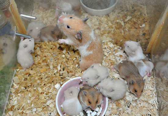 Hướng dẫn cách chăm sóc chuột Hamster baby và Hamster mẹ khi mới sinh