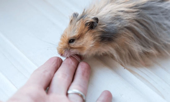 Những nguyên nhân khiến cho chuột Hamster chết