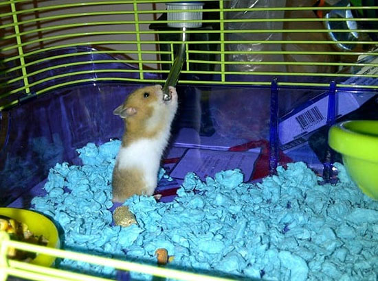 Những kinh nghiệm nuôi chuột Hamster Campell tốt nhất