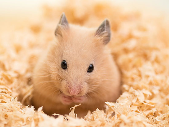 Kinh nghiệm nuôi chuột hamster trong nhà
