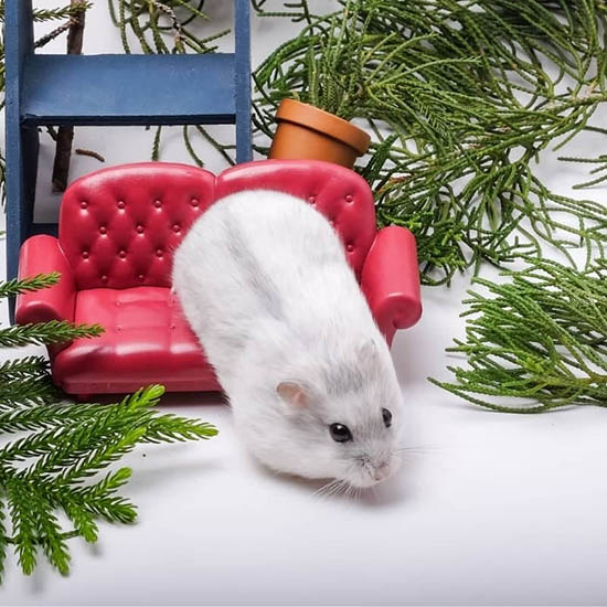 Loại Chuột Hamster Winter White