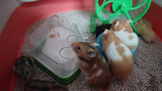 Một số lời khuyên hữu ích khi đã biết cách phân biệt Hamster đực và cái