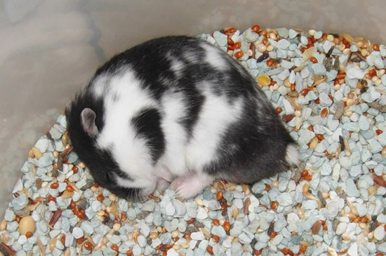 Những lưu ý cần tránh khi nuôi chuột Hamster bò sữa