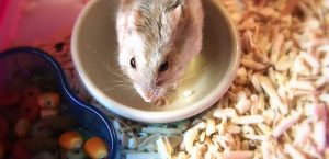 Lý do tại sao chuột Hamster bị đột quỵ?