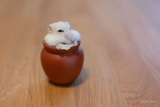 Một số lưu ý nhỏ dành cho chuột Hamster sau sinh