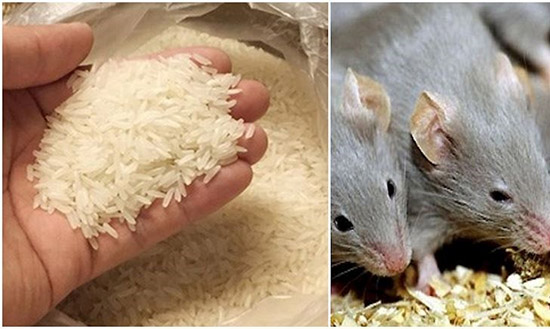 Một số lưu ý khi cho chuột ăn gạo