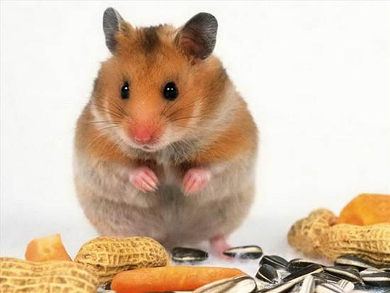 Một số lưu ý khi chuột Hamster trong thời gian sinh sản