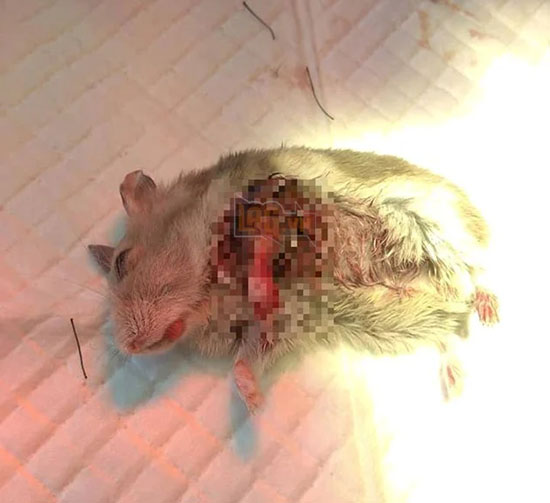 Hình ảnh Hamster cắn nhau chảy máu đến chết