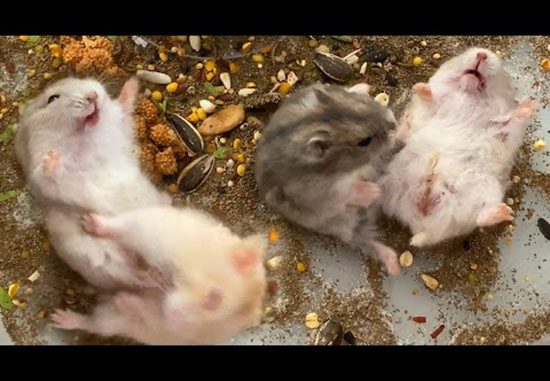 Hình ảnh các bé Hamster cắn nhau vì bị hạn chế về không gian sống