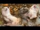 Hình ảnh các bé Hamster cắn nhau vì bị hạn chế về không gian sống