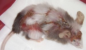Những nguyên nhân chủ yếu làm chuột Hamster bị ngứa