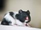 Những thông tin khái quát về chuột Hamster bò sữa