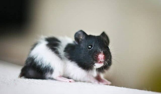 Những thông tin khái quát về chuột Hamster bò sữa