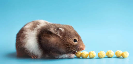 Nuôi chuột hamster cần chuẩn bị tài chính