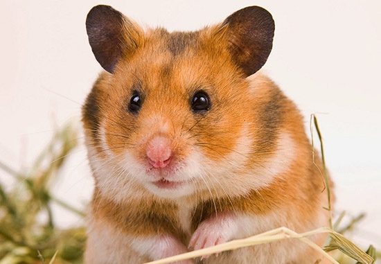 Nuôi Chuột Hamster Có Gây Ra Bệnh Dịch Hạch Không ?