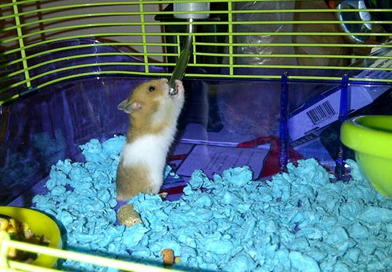 Nuôi chuột Hamster có tác dụng gì? Có tốt không?