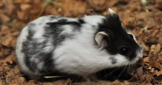 Phương pháp nuôi chuột Hamster bò sữa khỏe mạnh nhất
