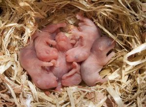 Tại sao chuột hamster ăn con của mình?