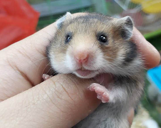 Tại sao chuột hamster cắn