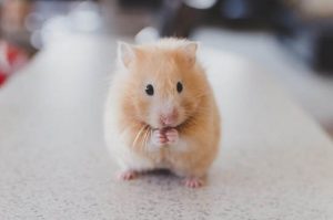 Lý giải tiếng kêu của hamster