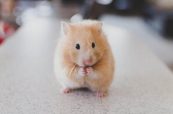 Giải Đáp Thắc Mắc Tại Sao Chuột Hamster Kêu Nhiều - Chamhamster