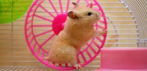Tại sao hamster thích chạy wheel?
