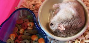 Tại Sao Hamster Không Chịu Ăn? Nguyên Nhân Và Những Lưu Ý Cần Biết