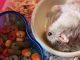 Tại Sao Hamster Không Chịu Ăn? Nguyên Nhân Và Những Lưu Ý Cần Biết