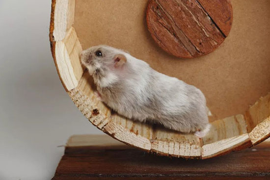 Các thông tin cần biết về chuột Hamster Campell