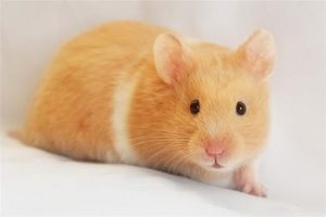 Top loại hamster nào dễ nuôi nhất hiện nay