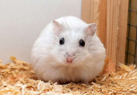Tuổi thọ của chuột hamster qua các dòng hiện nay