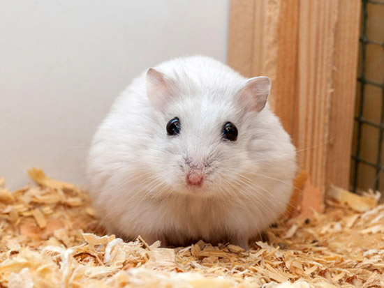 Tuổi thọ của chuột hamster qua các dòng hiện nay