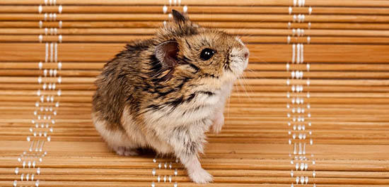 Chuột Hamster Sống Được Bao Lâu Và Cách Kéo Dài Tuổi Thọ Chuột Hamster - Chamhamster