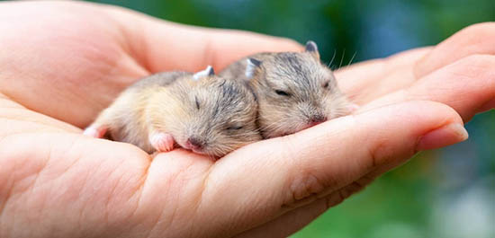 Vì sao chuột hamster lại thích ngủ ngày? Tại sao hamster ngủ nhiều