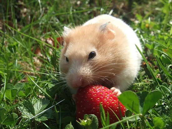 Xây dựng chế độ dinh dưỡng tốt nhất cho chuột Hamster