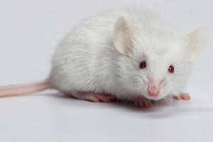 chuột bạch là gì