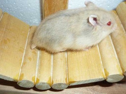 Nguồn gốc của chuột hamster winter white trà sữa