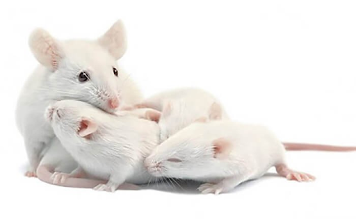Cách chăm sóc để kéo dài tuổi thọ của chuột bạch