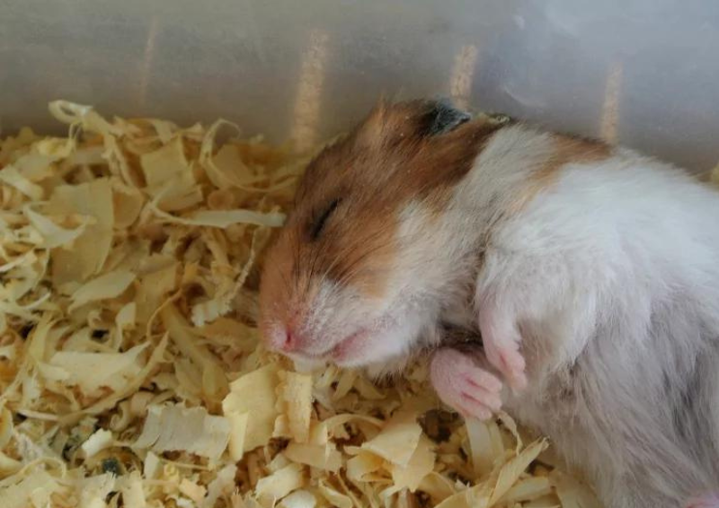 Những nguyên nhân dẫn đến cái chết đột ngột ở chuột hamster