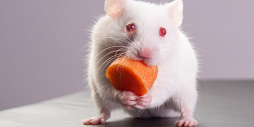 Chế độ ăn lý tưởng cho chuột hamster