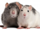 cách nhận biết hamster giao phối thành công