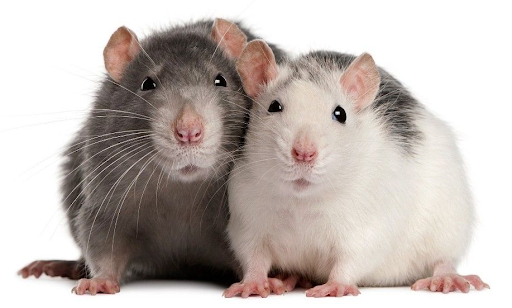 cách nhận biết hamster giao phối thành công