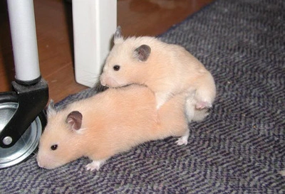 Cách nhận biết hamster giao phối thành công đơn giản nhất