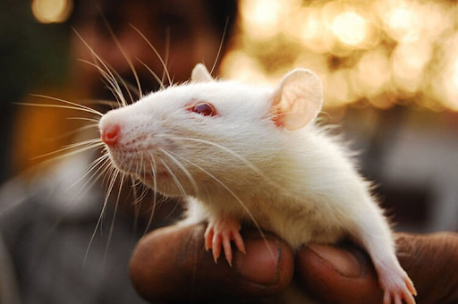 Hướng dẫn cách nuôi chuột bạch được khỏe mạnh nhất