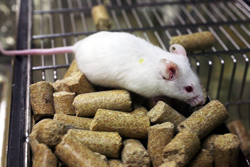 Các câu hỏi liên quan đến thức ăn của chuột bạch