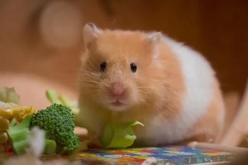 Gợi ý chuột hamster ăn gì cho mập