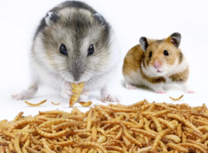 chuột hamster ăn gì cho mập