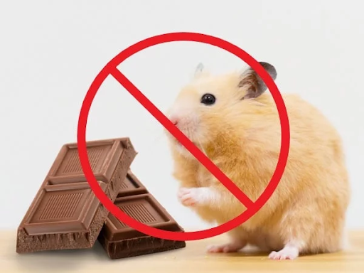 Các loại thức ăn không nên dùng cho chuột hamster