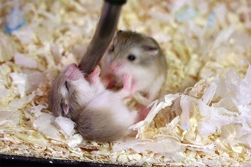 Giải Đáp Thắc Mắc Chuột Hamster Uống Sữa Được Không?